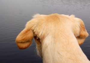 A labrador retriever looks out on a serene lake. Copy space.